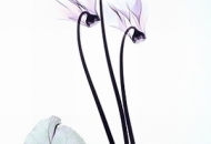 Có Nên Mời Chuyên Gia Thiét Kế